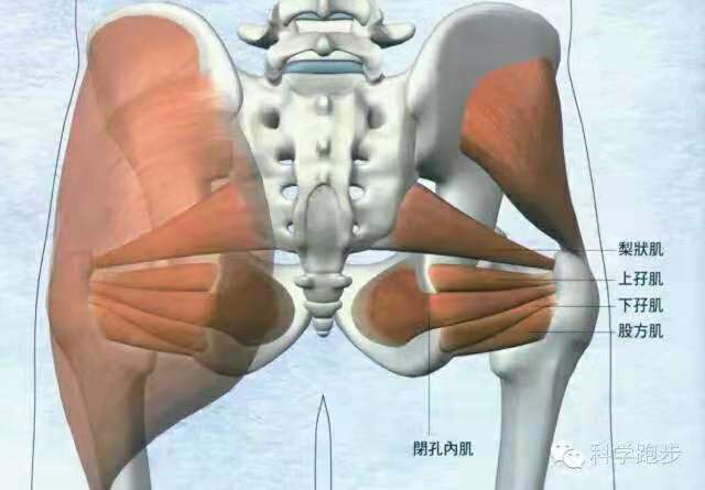 如何消除假髋,怎样纠正假髋宽