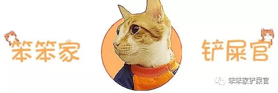 无尾猫为什么是观赏性的猫,无尾猫是天生没尾巴吗