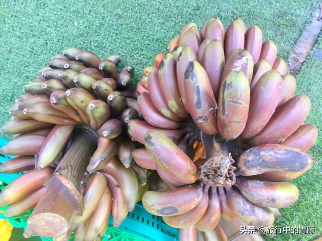 西双版纳最便宜的水果市场在哪里,西双版纳水果和昆明比哪个便宜