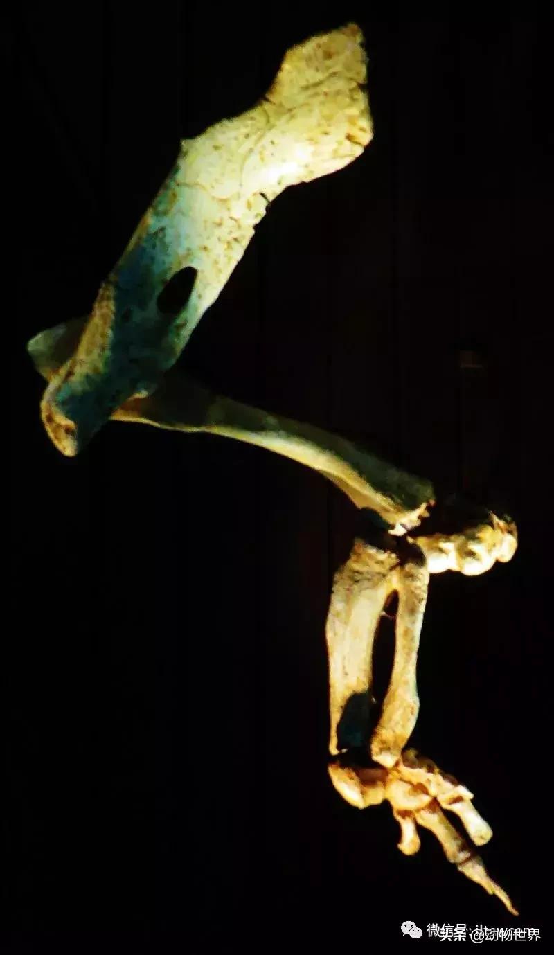 史前海洋生物龙王鲸,原始的龙王鲸到底长什么样