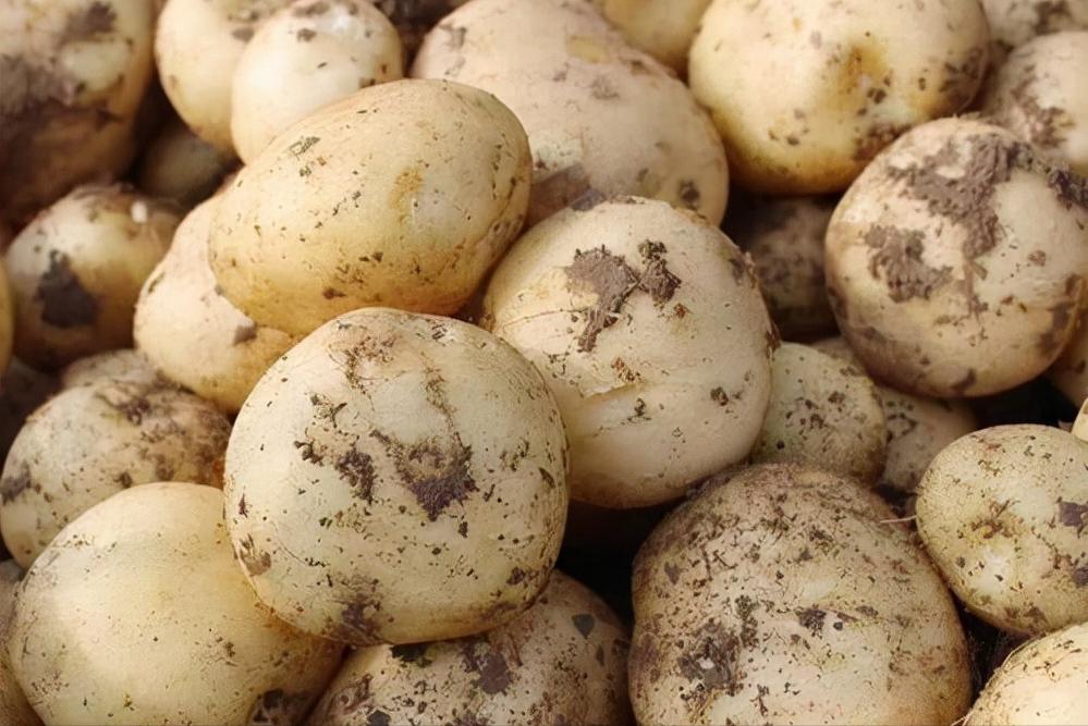 全国最好的土豆排名前十名,全国哪里的土豆最好吃