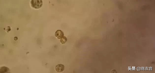 地下水养殖方法和注意事项,山泉水最好养殖方法