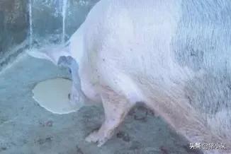 养猪技术母猪死胎,母猪在生产过程中应激怎么办