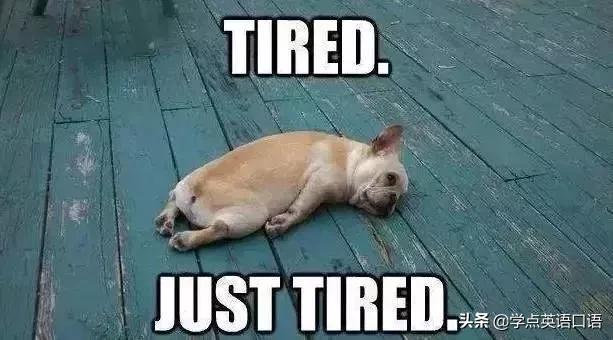 “pigout”千万别翻译成“猪出来了”，要被笑死了