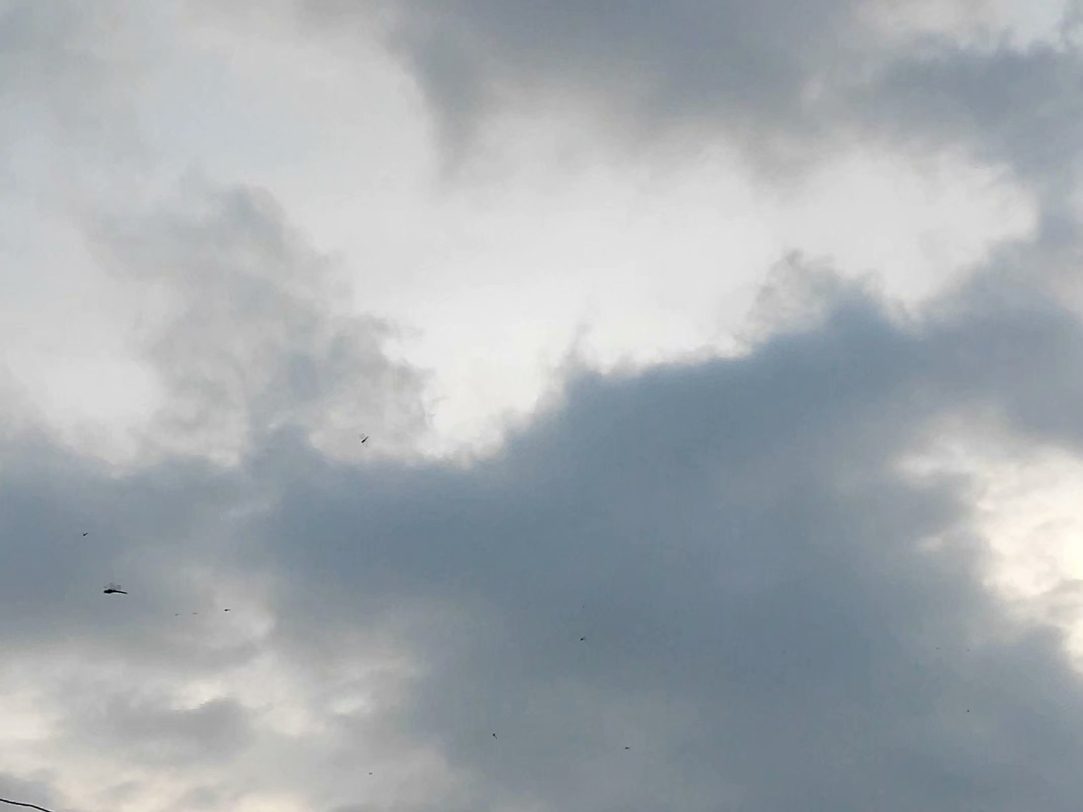 蜻蜓为什么越来越少了,为什么蜻蜓越来越少了