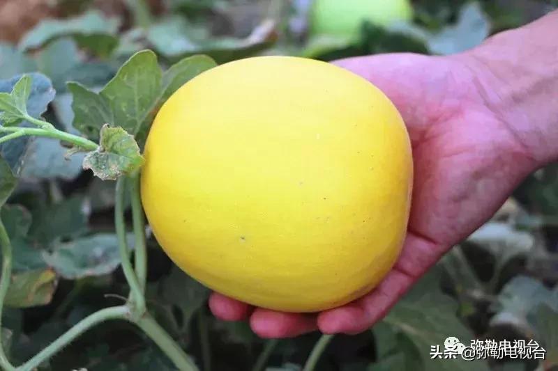 弥勒千亩西瓜熟了！黄心瓜、红心瓜、小香瓜…你喜欢哪种？