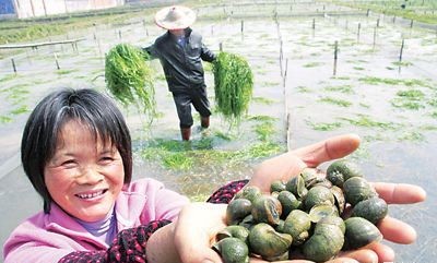 田螺养殖前景成本技术分析,田螺养殖主要是靠什么赚钱的