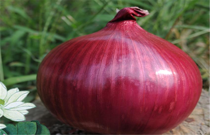 紫圆葱怎样种植,圆葱的种植步骤和方法