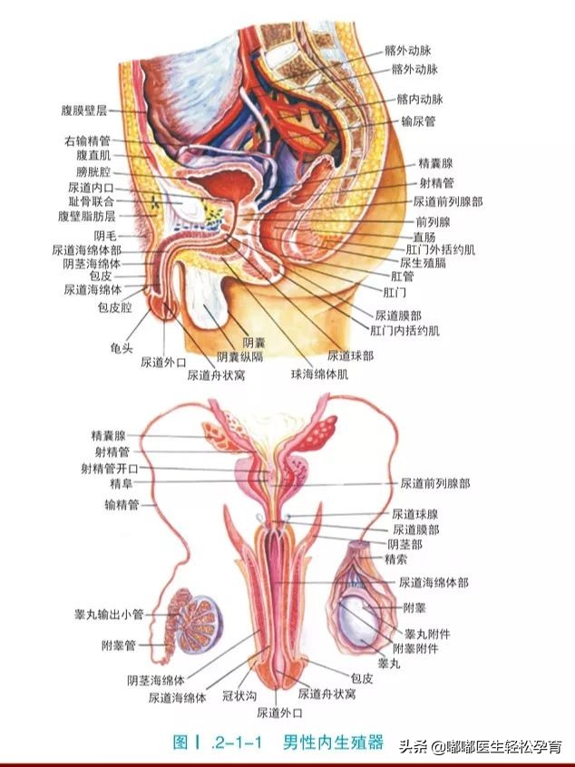 无知父母帮孩子放气,无知的父母不知道小儿脐疝