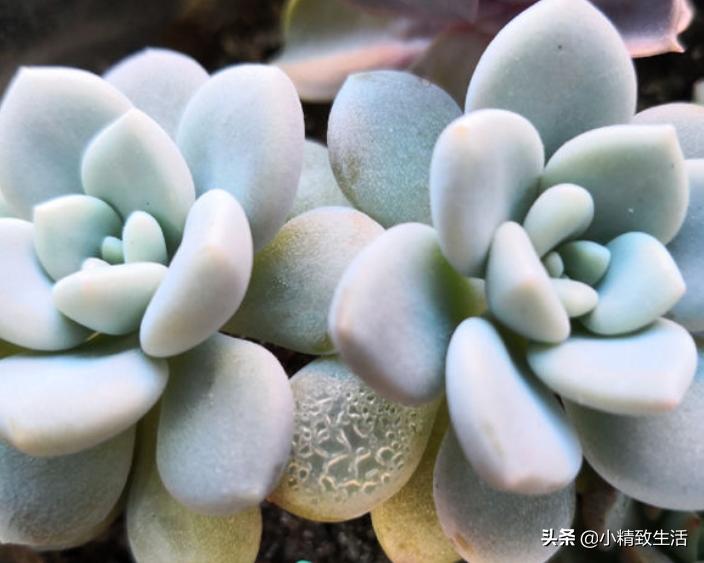 多肉植物化水,多肉植物化水是什么意思