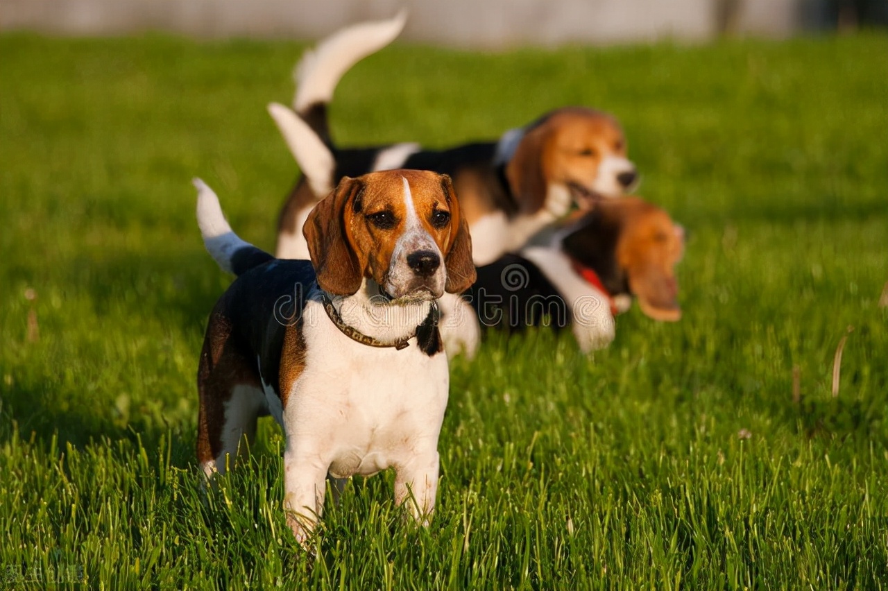 狗狗眼睛黄色分泌物是怎么回事,狗狗眼睛分泌物黄色是怎么回事