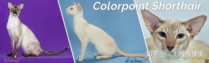 有哪些好看的家养猫,最适合家养的猫咪品种不掉毛