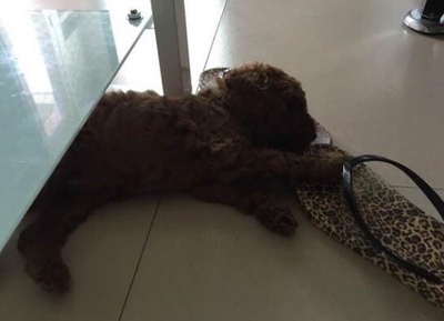 在家治疗犬瘟最快的方法,宠物医生治宠物是怎么治的