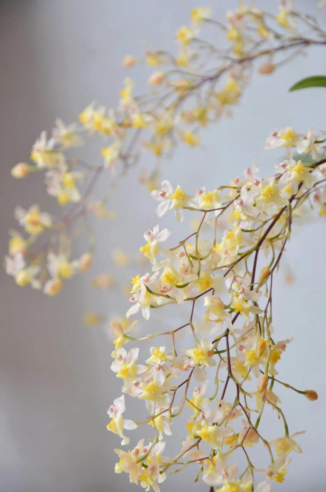 梦香兰的养殖方法,梦香兰花苗