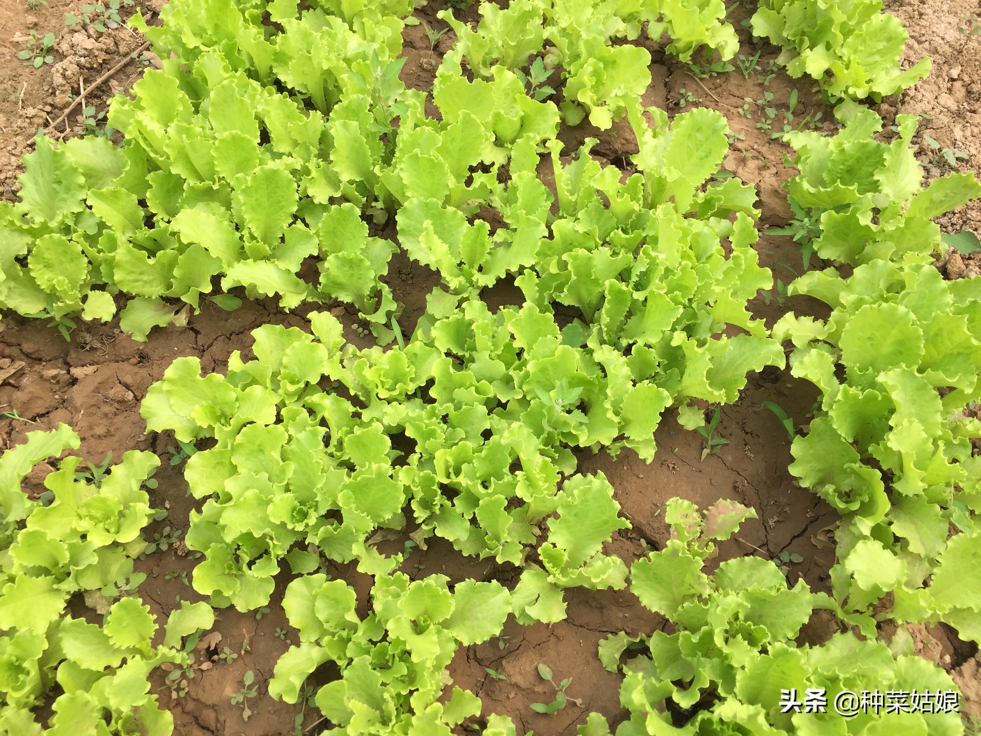 春季适合播种的蔬菜种子,春季蔬菜种子播种时间一览表