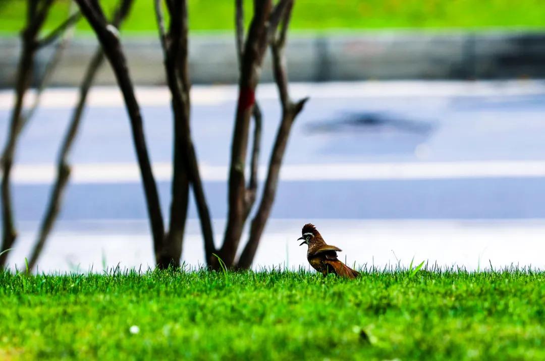 天府大道改造最新消息,为什么天府大道修到仁寿就变弯了