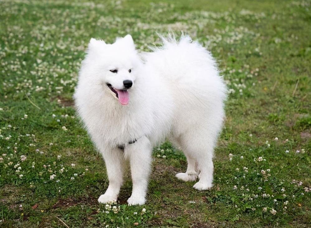 萨摩耶突然前腿瘸了,萨摩耶缺钙腿瘸