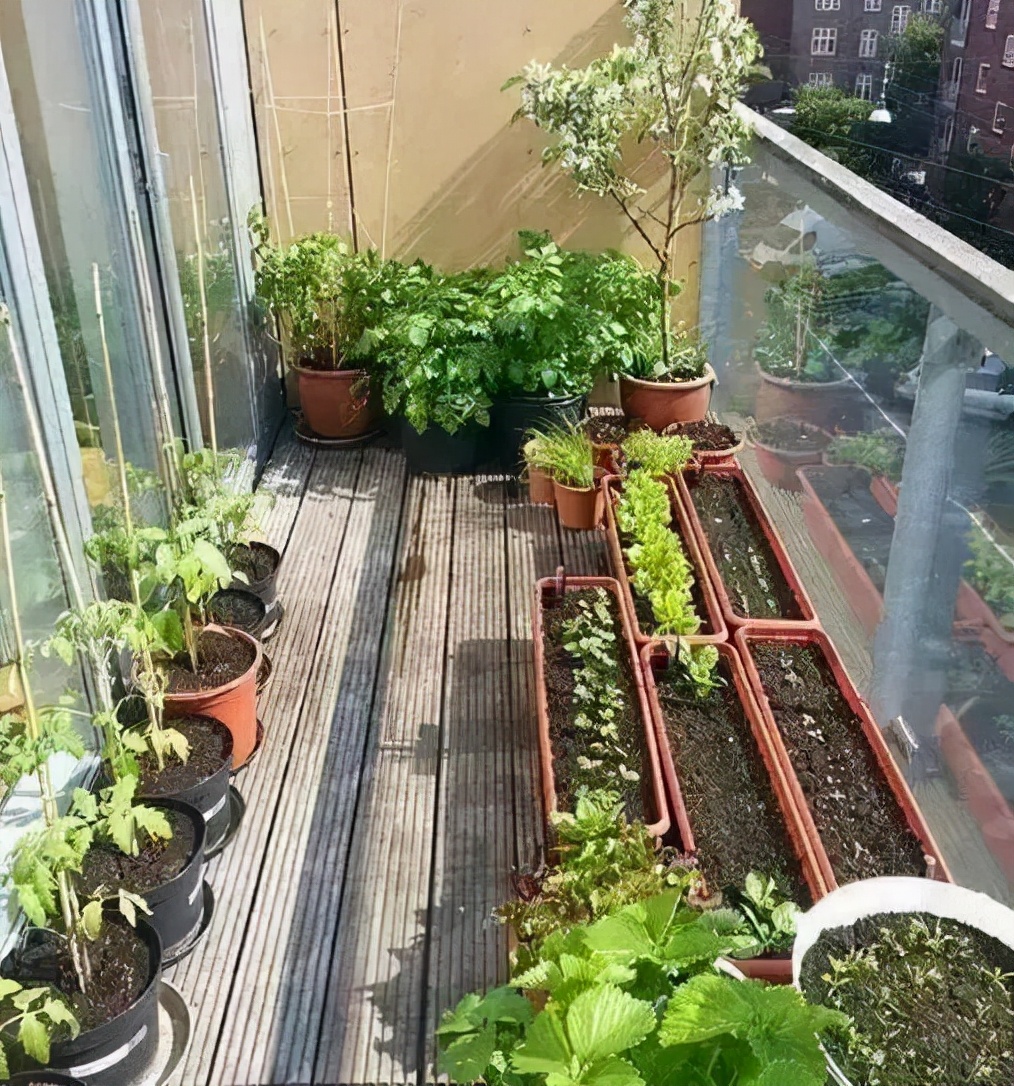 盆栽必备杀虫药,盆栽驱虫剂