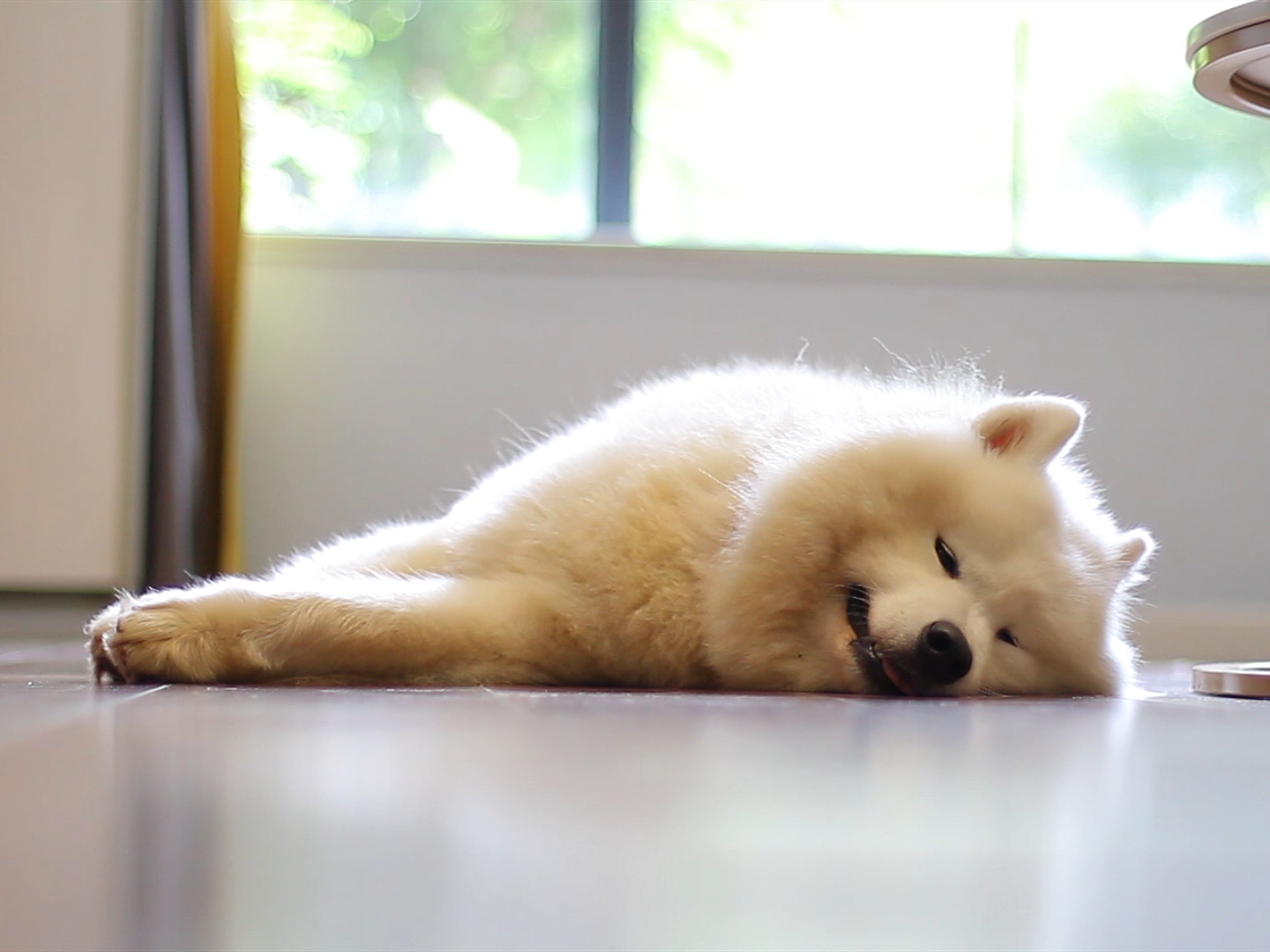 狗狗轻微中暑的正确处理方法,夏天狗狗中暑最快解决方法