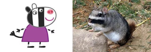 野外的龙猫长什么样子,野外的龙猫生活在哪里