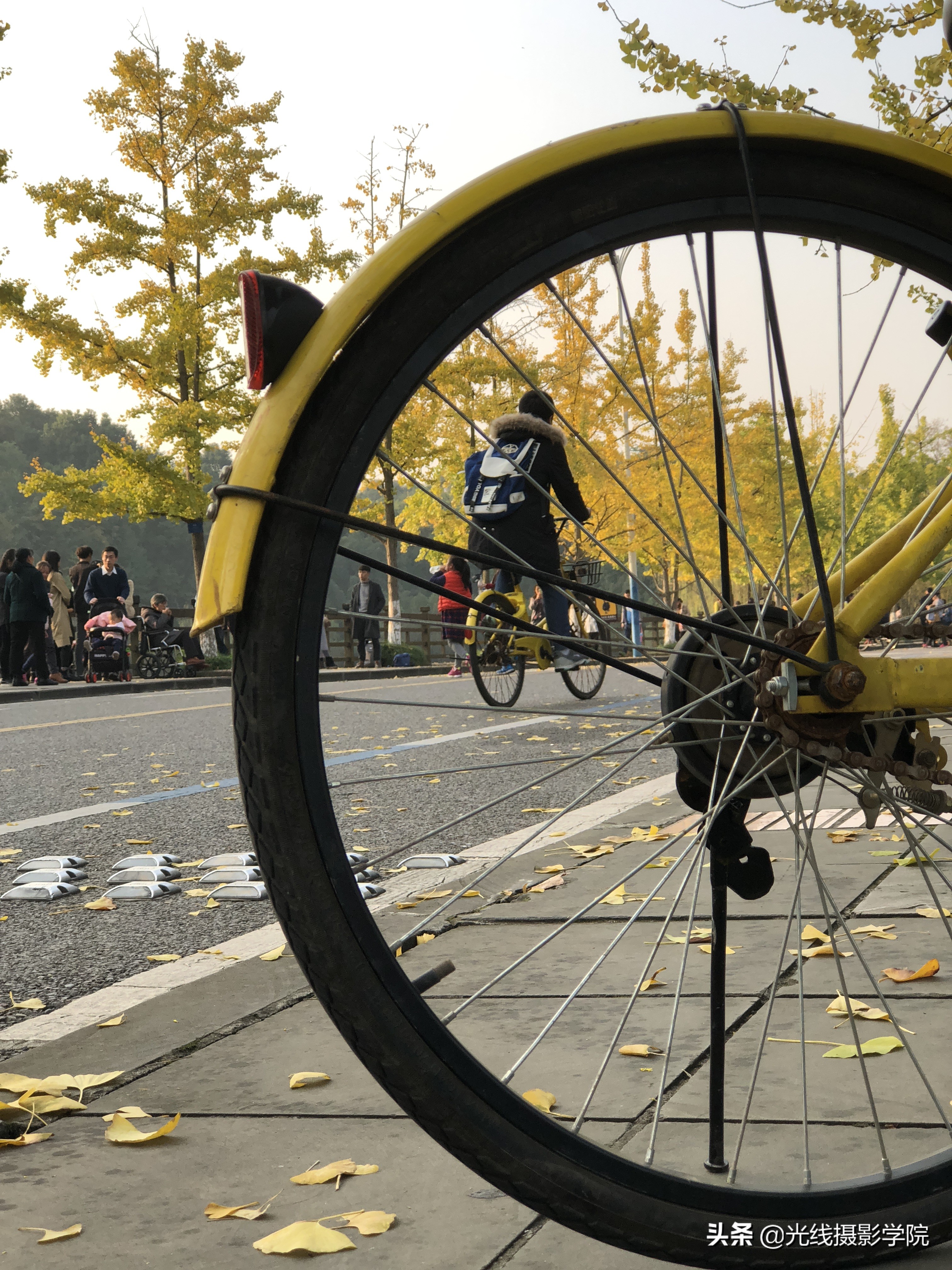 重庆赏银杏,重庆初冬呈现金色银杏