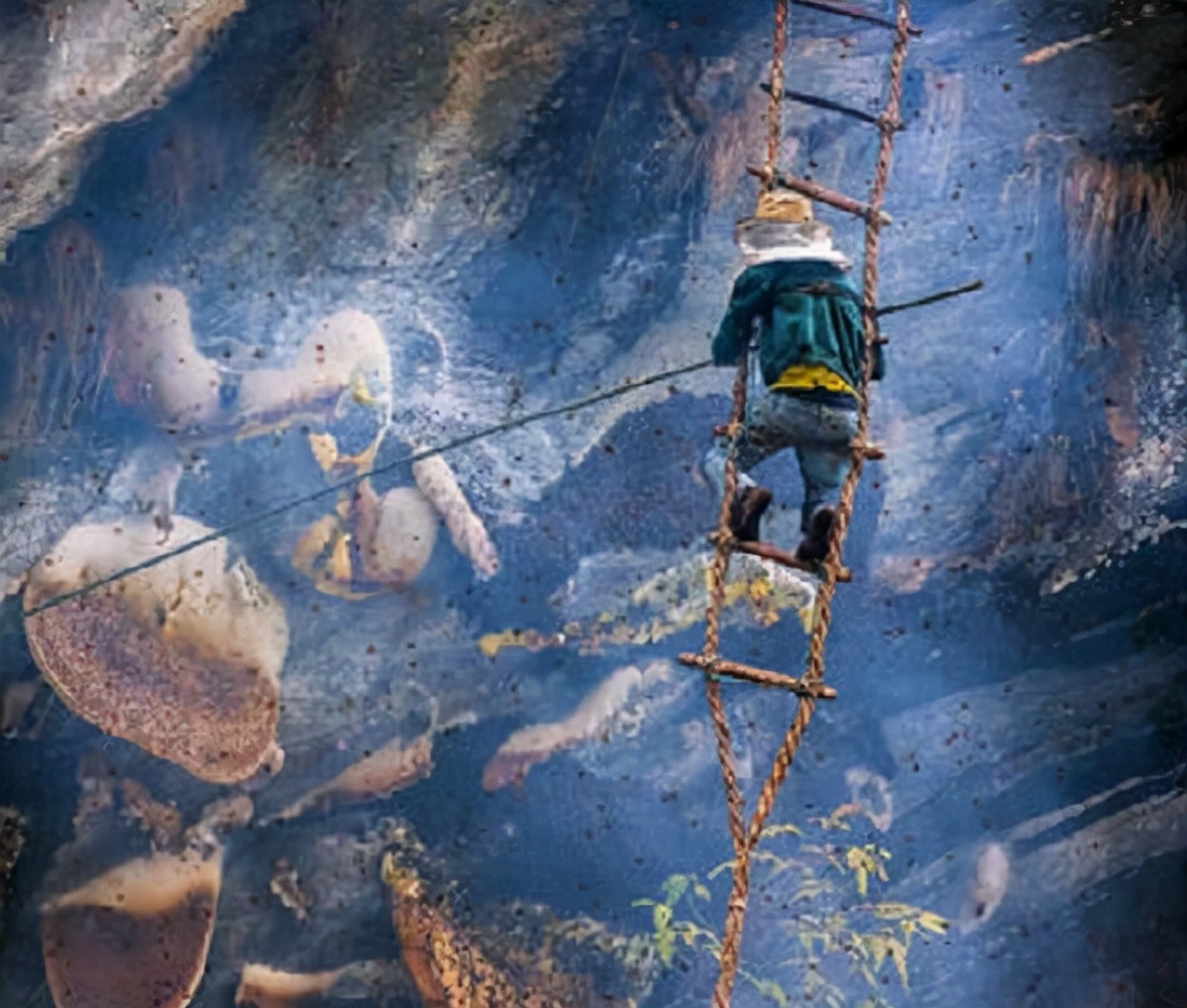 喜马拉雅山采蜜人：专供尼泊尔皇室，每公斤高达3500美元