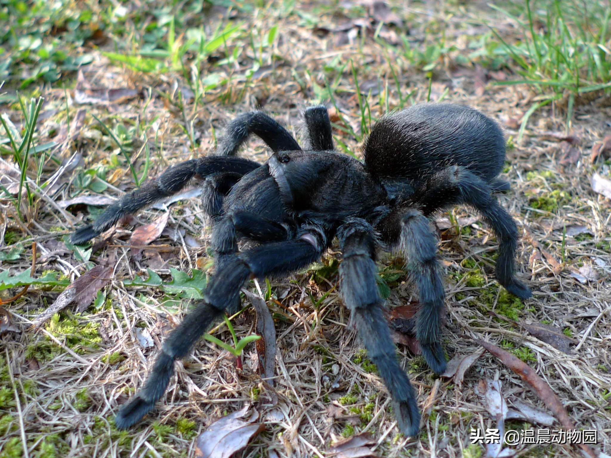 常见捕鸟蛛蜘蛛,捕鸟蛛多大可以繁育