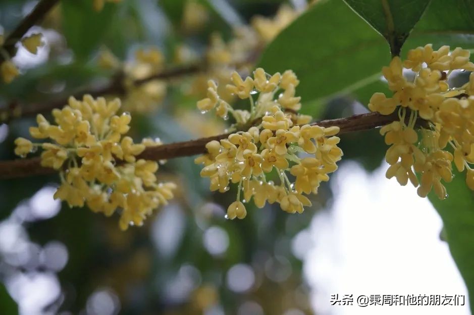 秉周和他的朋友们：八月花令同题诗歌