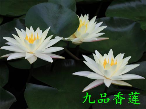 睡莲能在室内种植吗,大缸种植睡莲怎么养