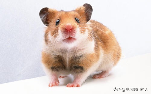 家里有老鼠教你一招全部消灭视频,发现老鼠在家里该怎么消灭它