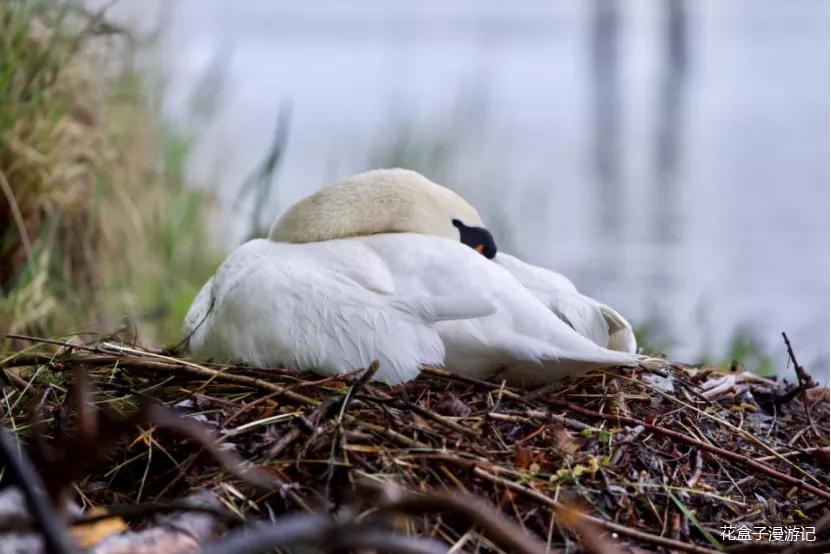 从慕尼黑到瑞士,从德国慕尼黑到瑞士
