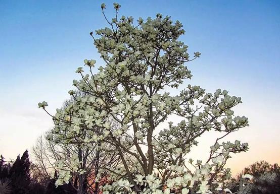 庭院常见的吉祥树,一