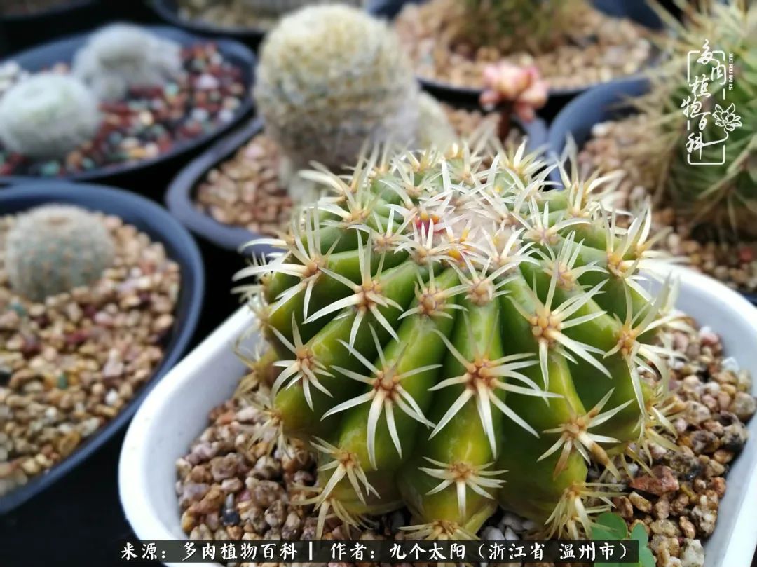 景天、球和龙舌兰，只要是多肉，都喜爱