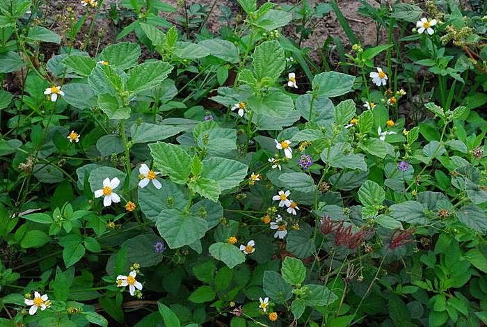 补骨脂配什么可以治疗尿频尿急,补骨脂用于遗尿的视频