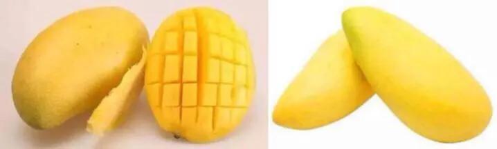 芒果树最甜的品种,芒果树哪种品种好吃
