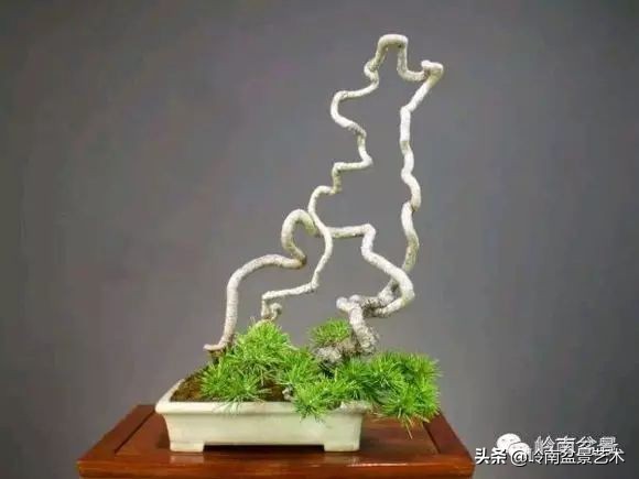 以根代杆下细上粗式盆景图片,十种适合吊着养的盆景