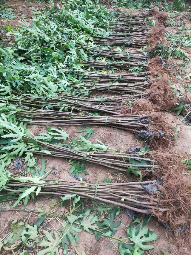 无花果用什么土壤种植,无花果盆栽种植方法图