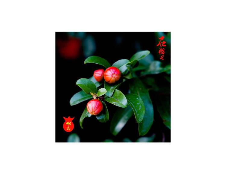 石榴花古诗词唯美,石榴花古诗词