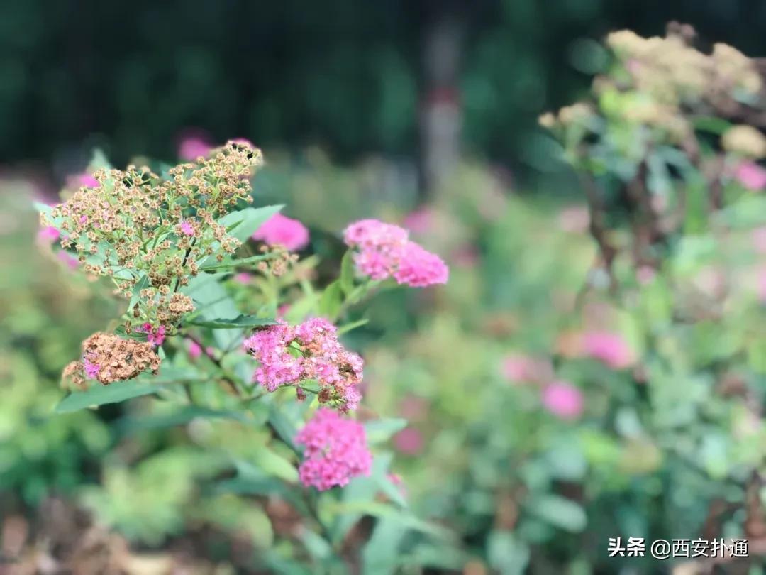 浐灞国家湿地公园最美地方,浐灞湿地公园有啥好玩的