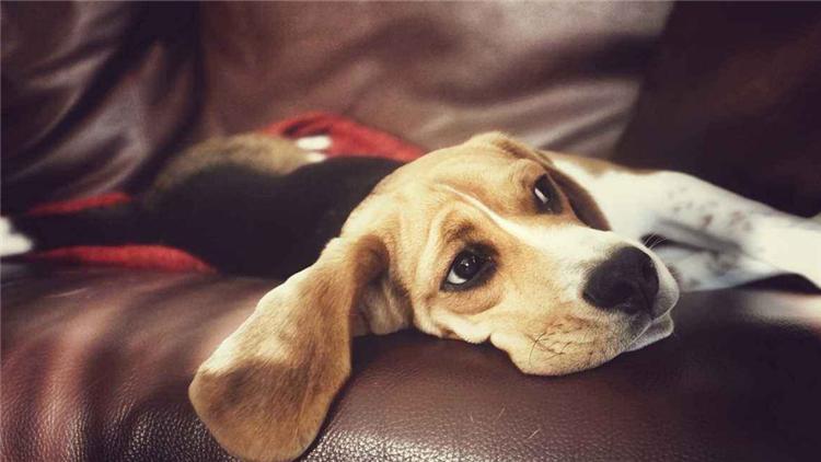 狗狗为什么爱吃蔬果,狗狗吃东西有什么注意事项