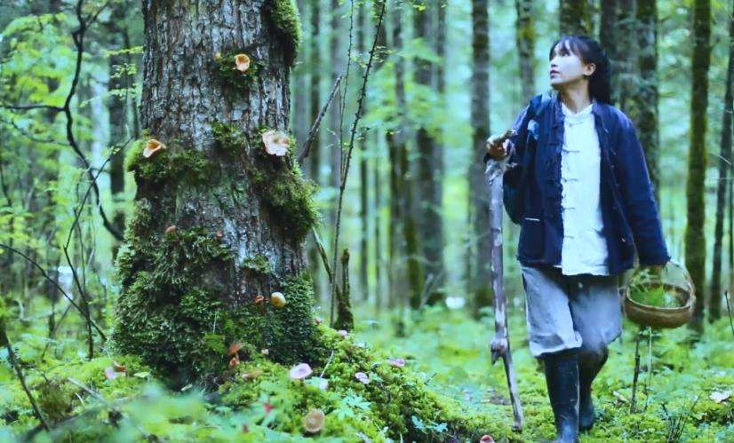 李子柒乡村振兴大使,李子柒乡村文化振兴