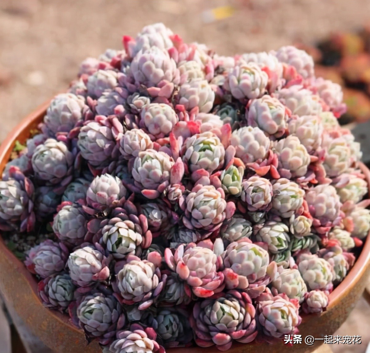 多肉冰莓好养吗,养冰玉多肉的正确方法