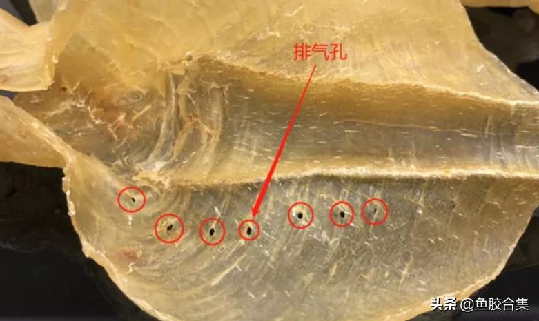 鱼胶花胶本港白花胶,小白花胶跟白花胶是一种鱼胶吗