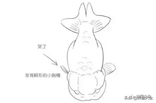 金鱼要怎样买才不会被坑,买金鱼的时候如何选才好