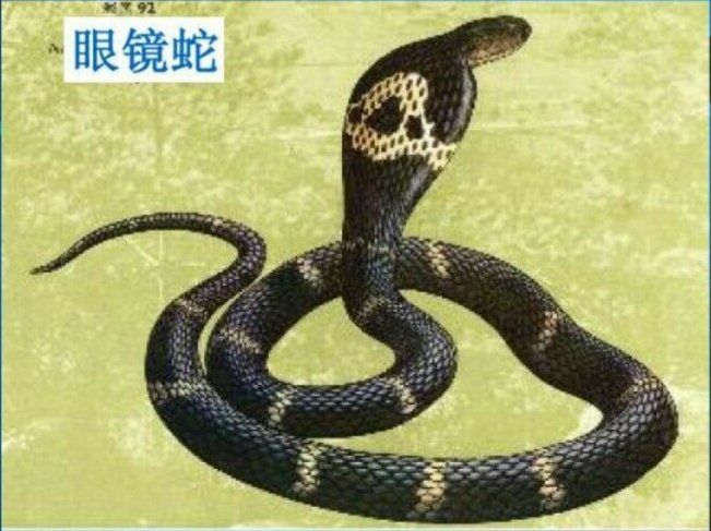 眼镜蛇咬伤急救现场视频,被眼镜蛇咬了怎么办急救