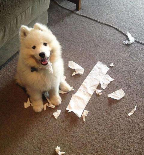 该如何正确养一只萨摩耶,养一个大的萨摩耶需要注意哪些