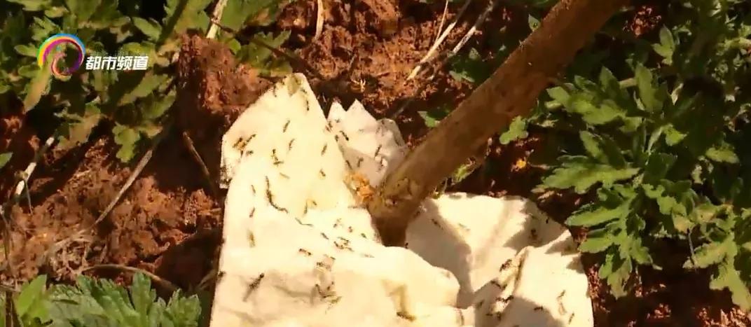 被广东的红火蚁咬了用什么药,多名村民被红火蚁咬伤