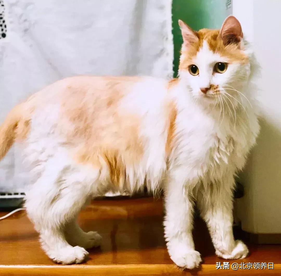 #领养代替购买#给它们一个家|线上宠物领养日,20190608加场