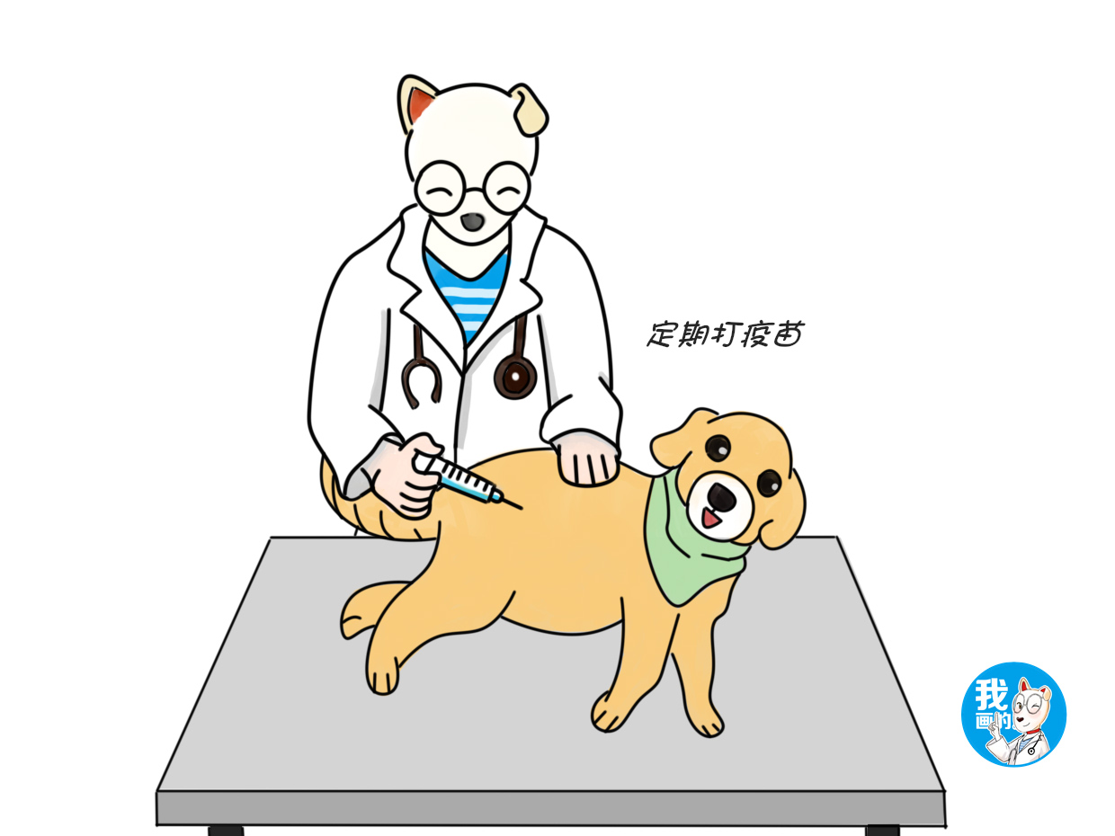 辟谣：狗狗眼睛变蓝滴眼药水就行？找准病因是关键，否则会害了它