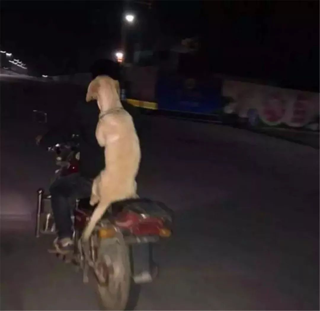 主人骑摩托车带宠物狗回家,主人带狗狗骑小摩托回去